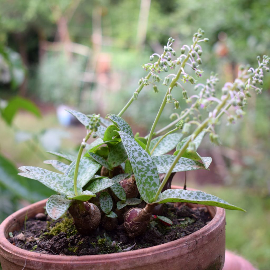 Ledebouria socialis - Scilla violacea