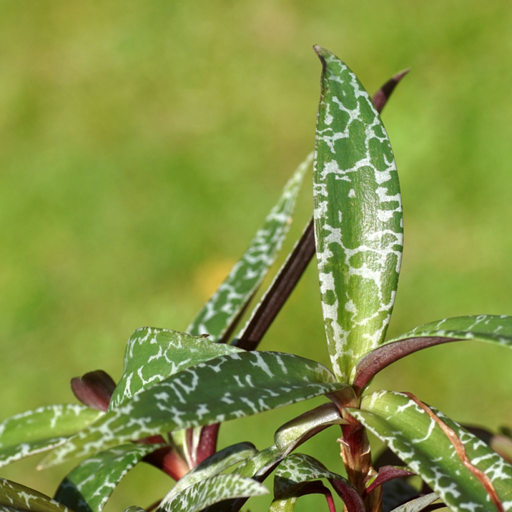 Ledebouria socialis - Scilla violacea