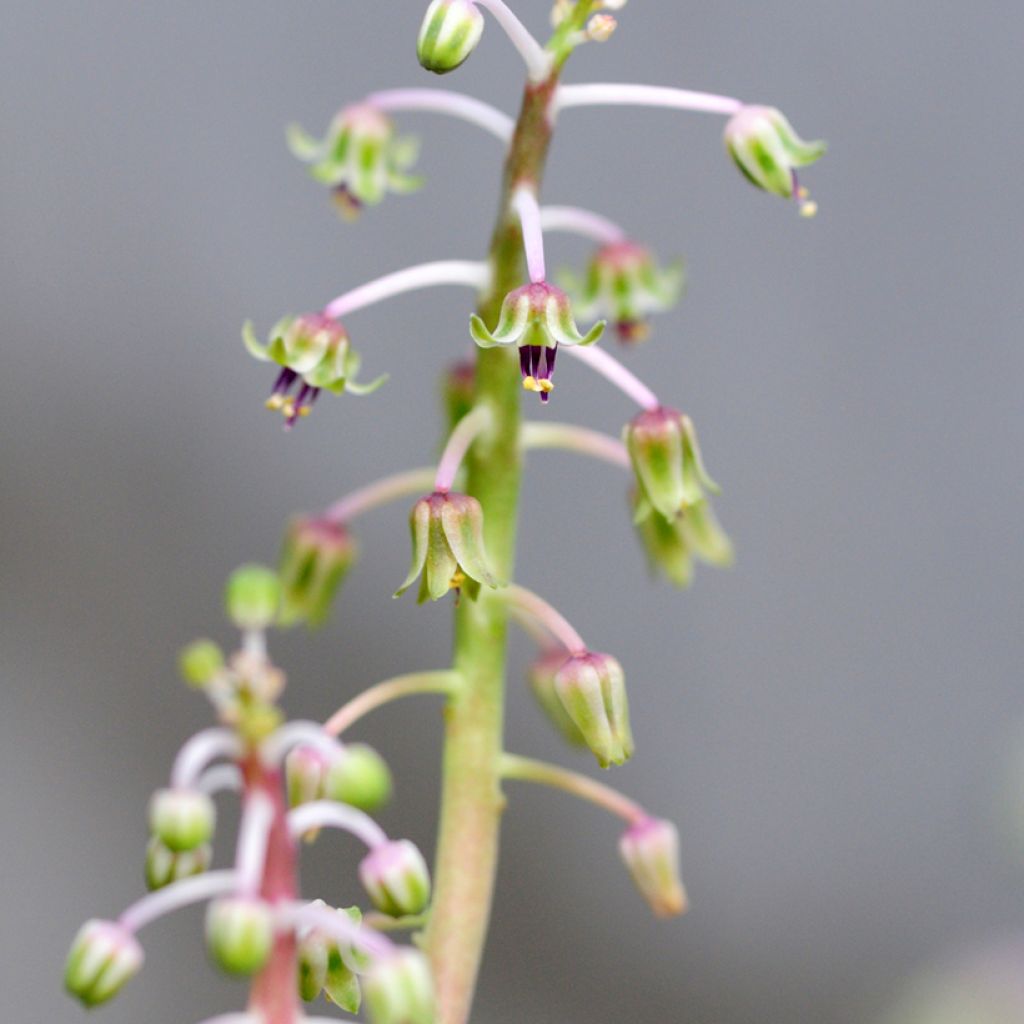 Ledebouria socialis - Scilla violacea