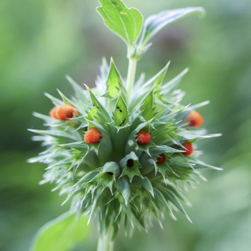 Leonotis nepetifolia (semi) - Coda di leone