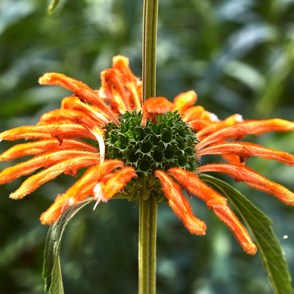 Leonotis nepetifolia (semi) - Coda di leone