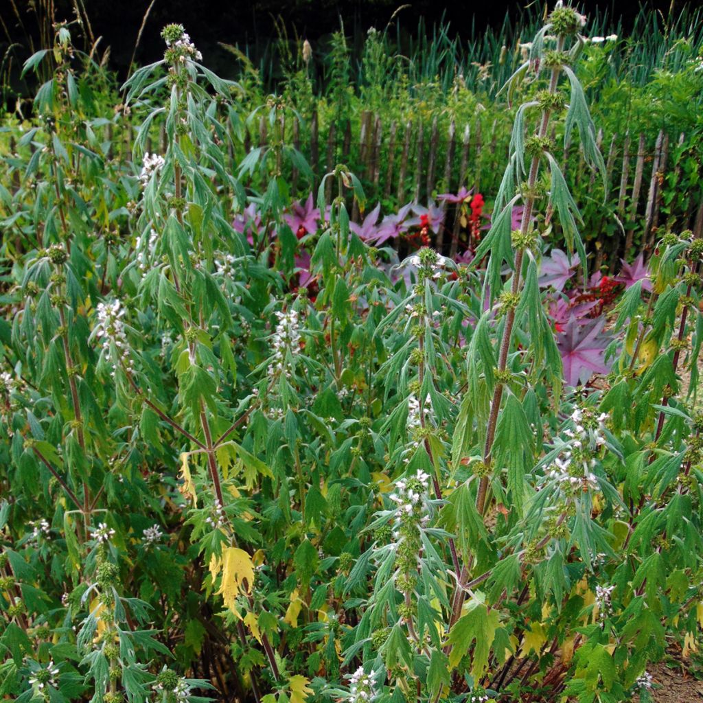 Leonurus cardiaca - Cardiaca comune