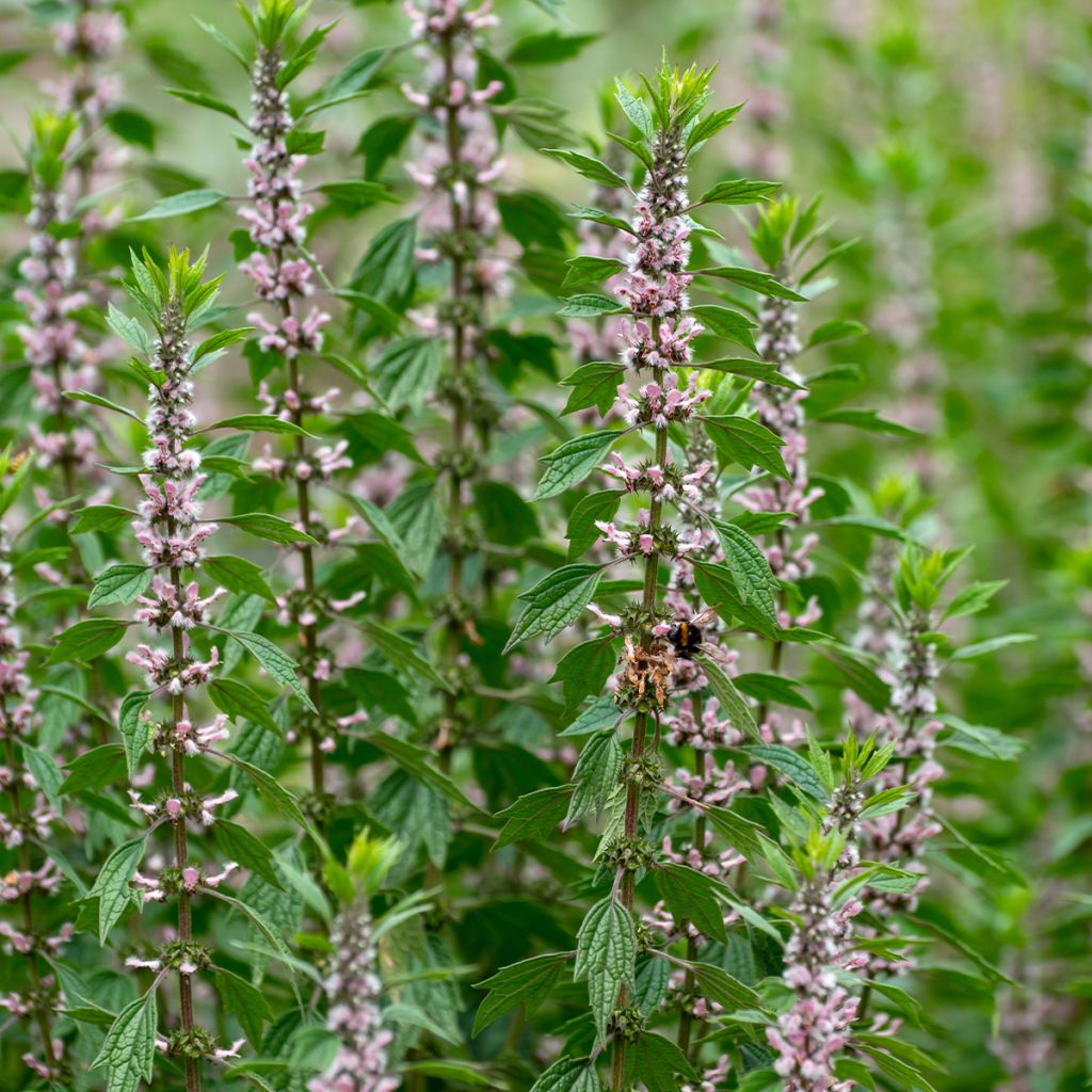 Leonurus cardiaca - Cardiaca comune