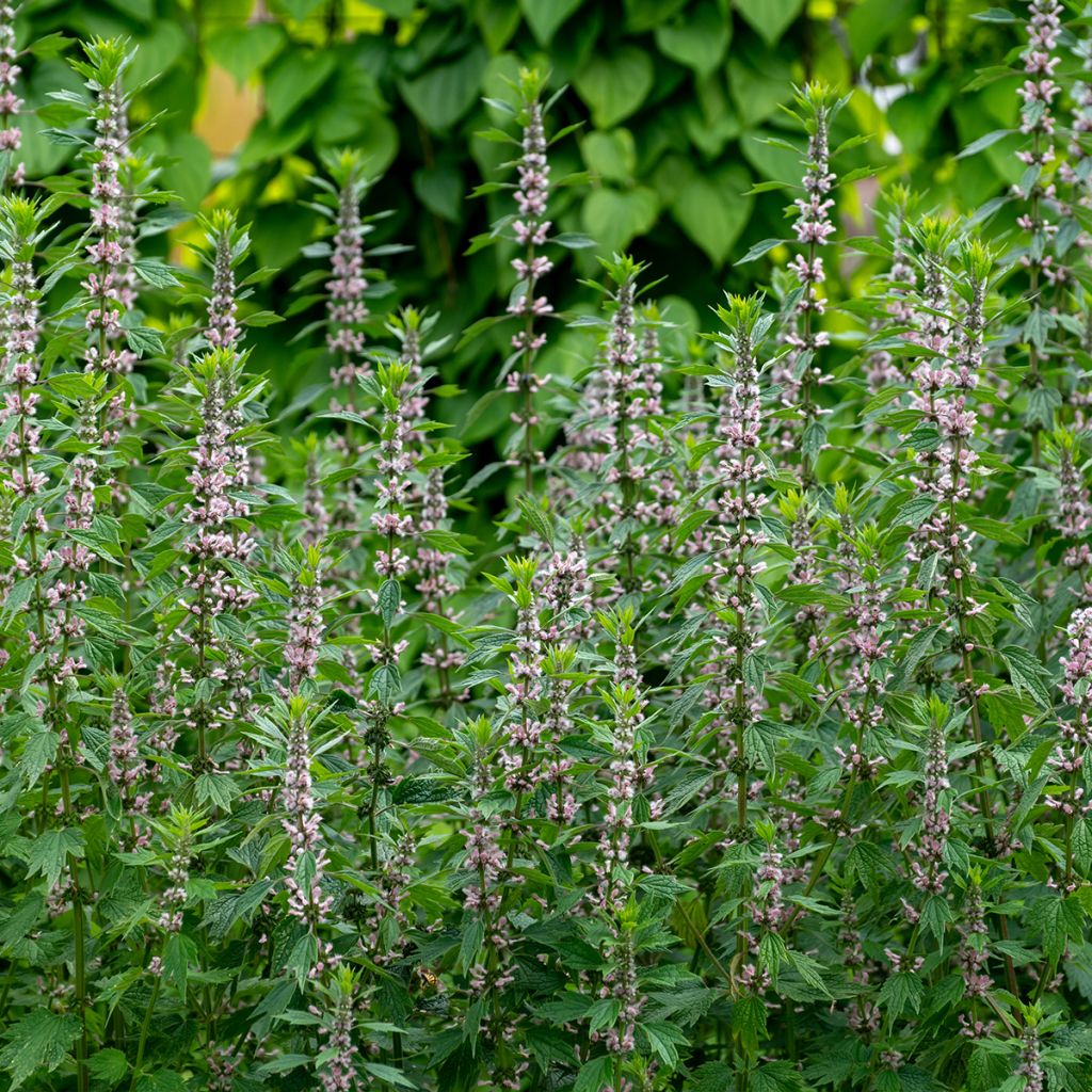 Leonurus cardiaca - Cardiaca comune