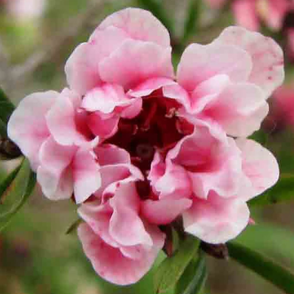 Leptospermum scoparium Apple blossom - Manuka