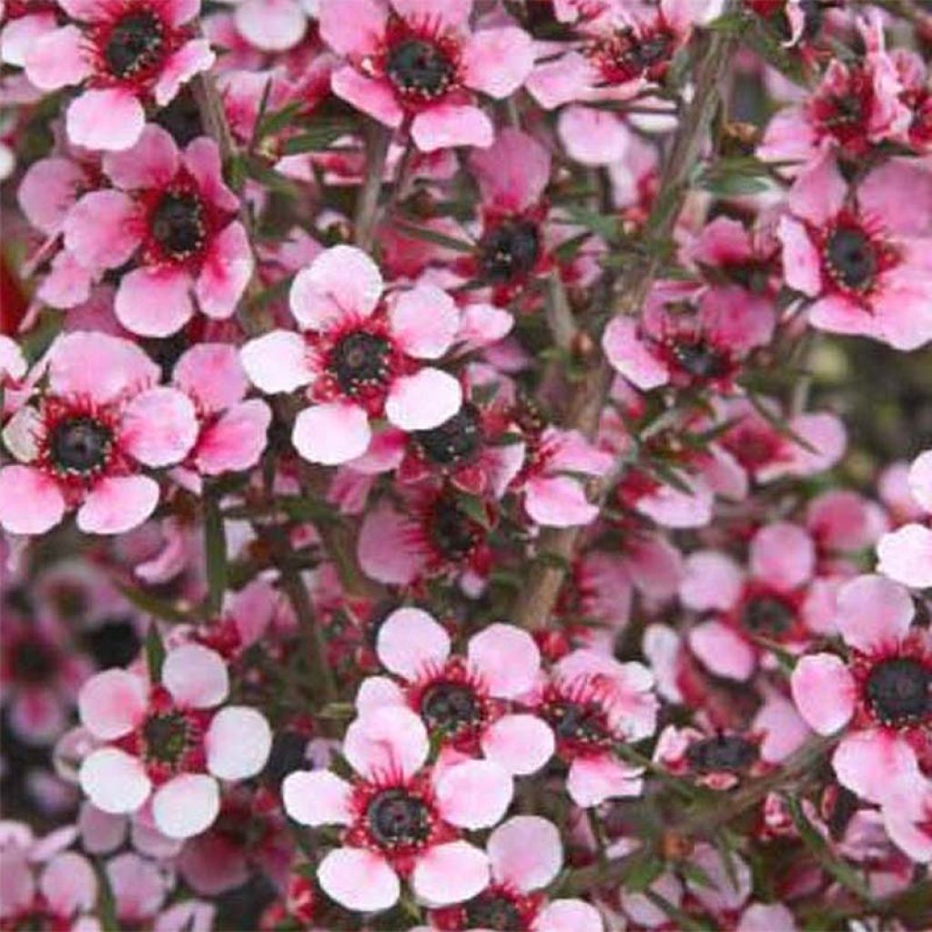 Leptospermum scoparium Martini - Manuka