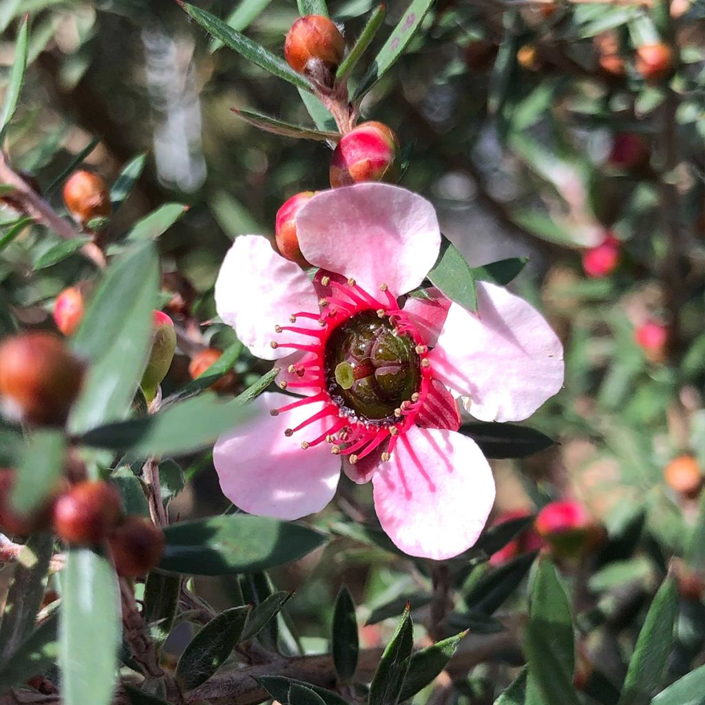Leptospermum scoparium Martini - Manuka