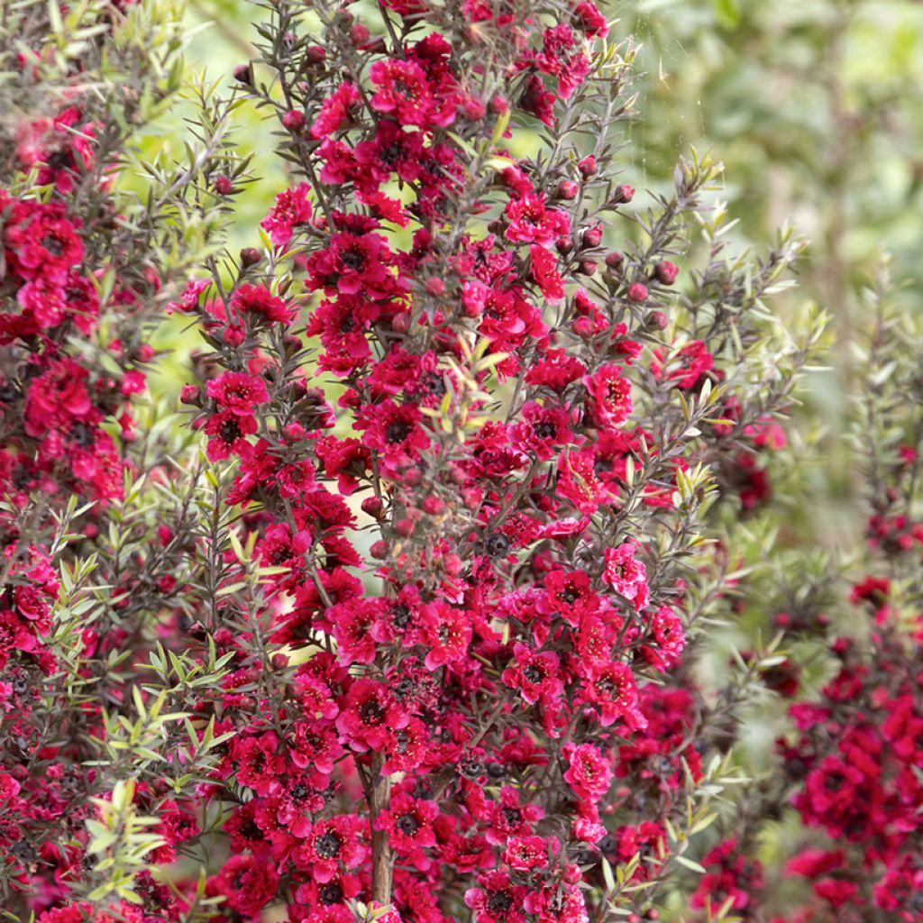 Leptospermum scoparium Red damask - Manuka