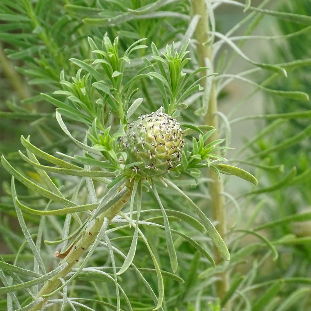 Leucadendron galpinii Carlin