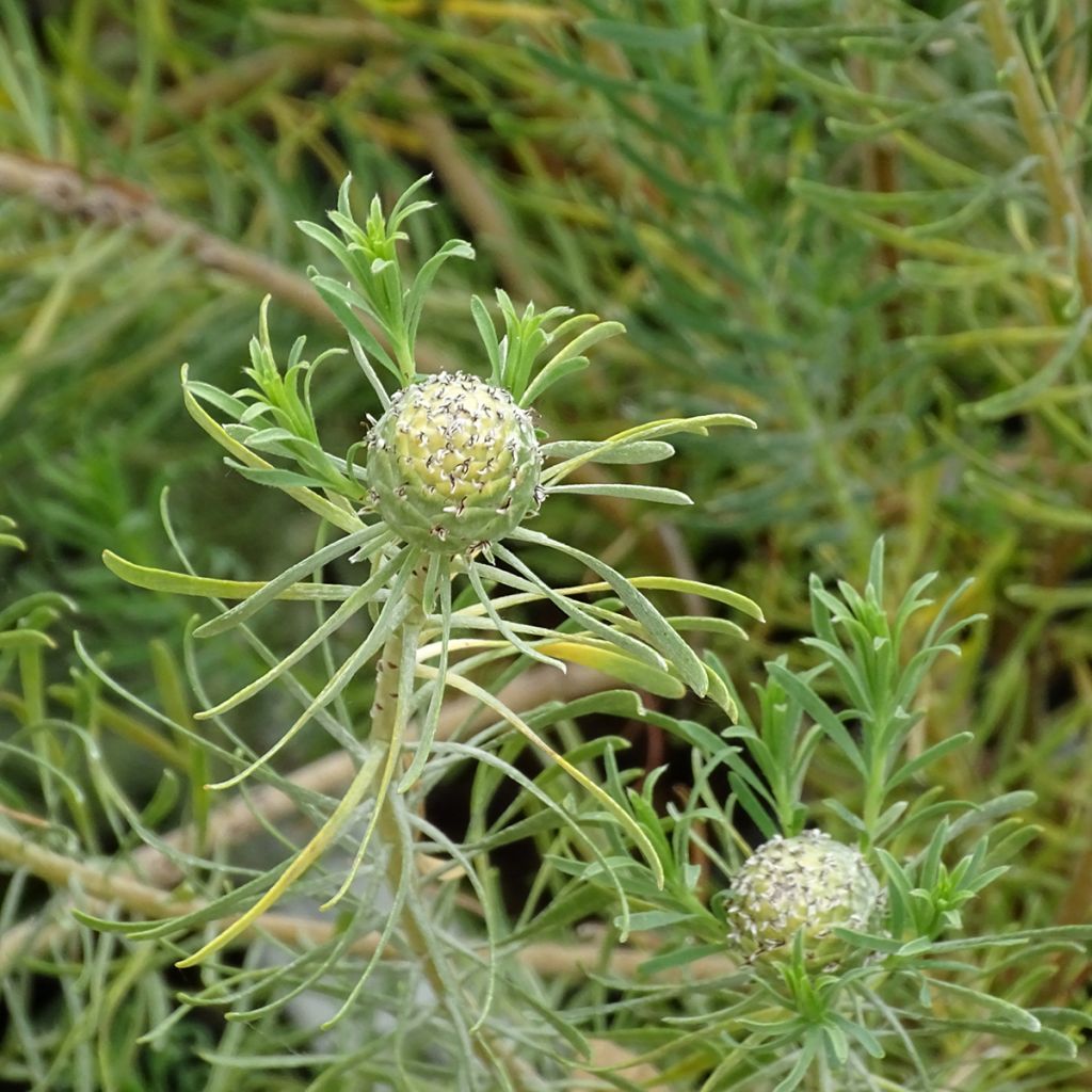 Leucadendron galpinii Carlin
