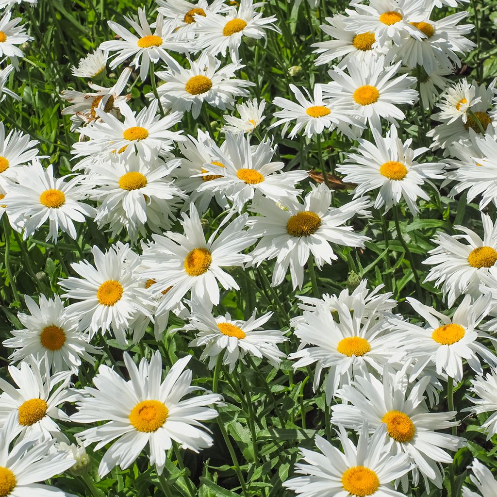 Leucanthemella serotina - Margherita serotina