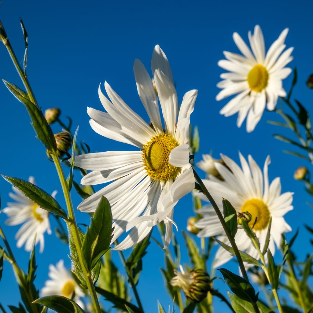 Leucanthemella serotina - Margherita serotina