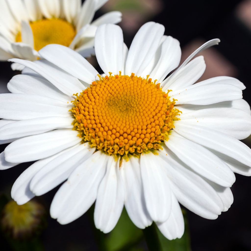 Leucanthemum Snow Lady - Margherita