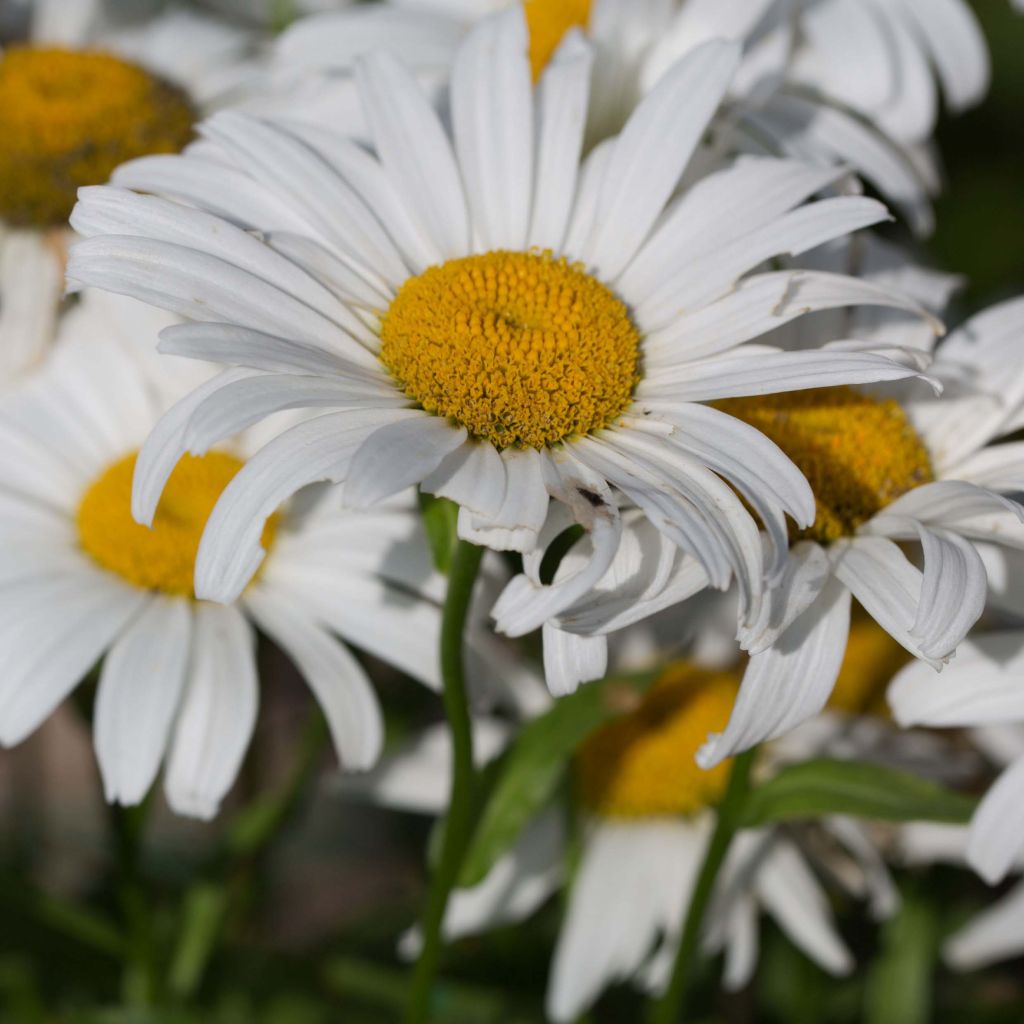 Leucanthemum Snow Lady - Margherita