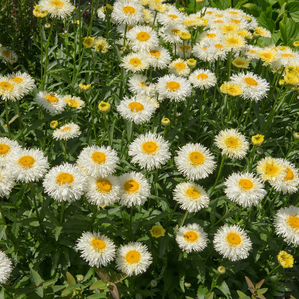 Leucanthemum superbum Real Galaxy - Margherita