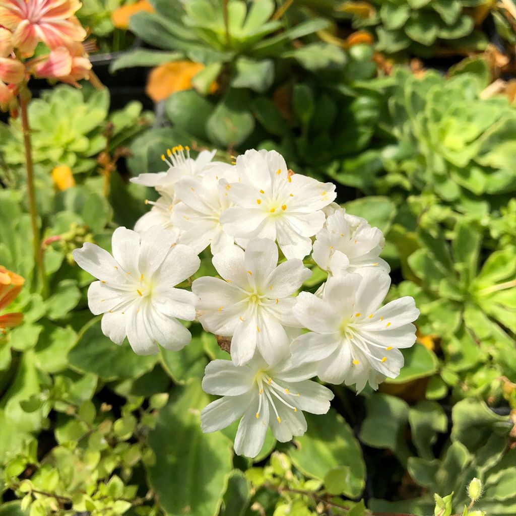 Lewisia cotyledon Mix
