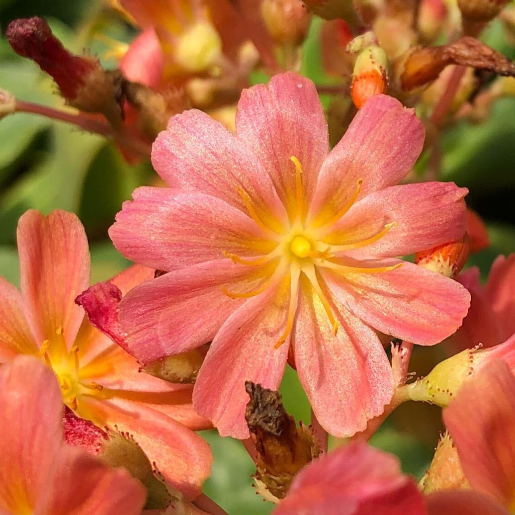 Lewisia cotyledon Mix