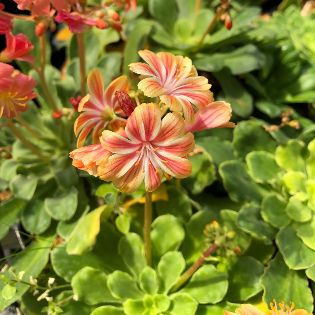 Lewisia cotyledon Mix