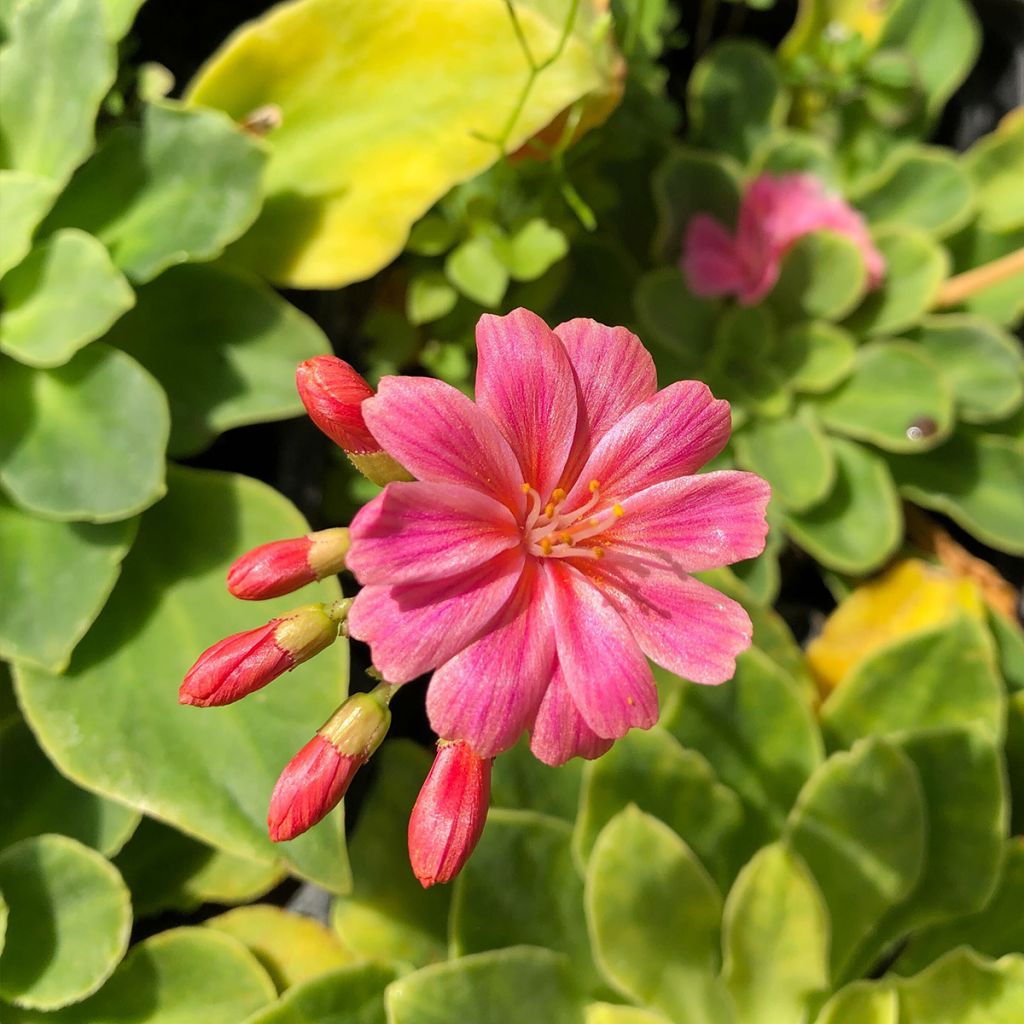 Lewisia cotyledon Mix