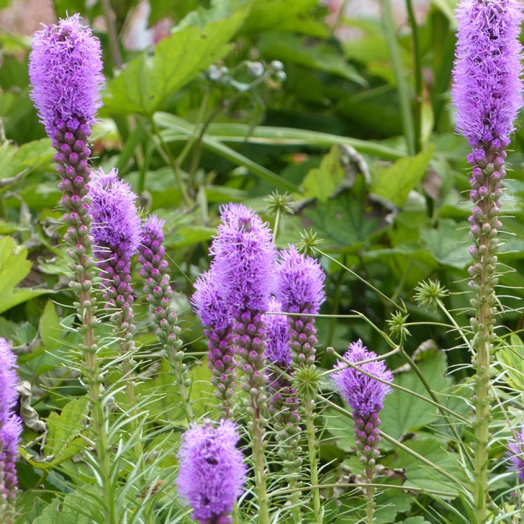 Liatris spicata (semi) - Liatride a spighe