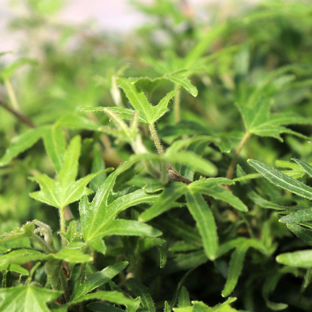 Hedera helix Dyinnii - Edera