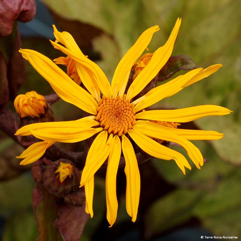Ligularia dentata Garden Confetti