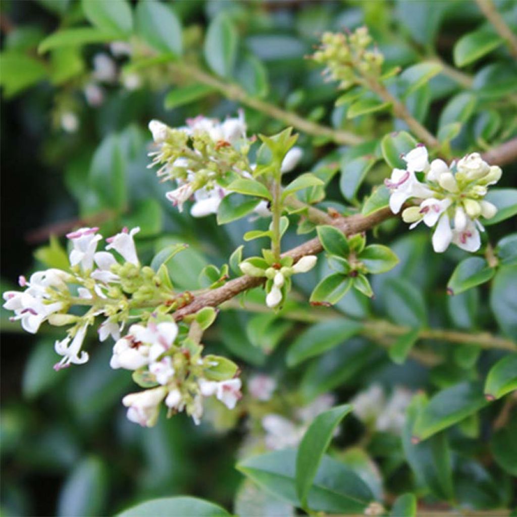 Ligustrum delavayanum - Ligustro