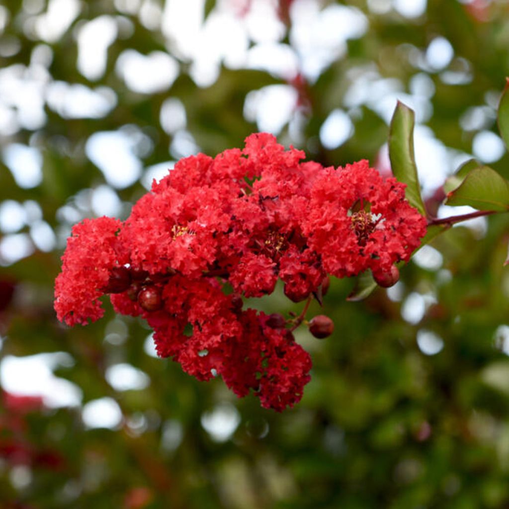 Lagerstroemia Ruffled Red Magic - Mirto crespo