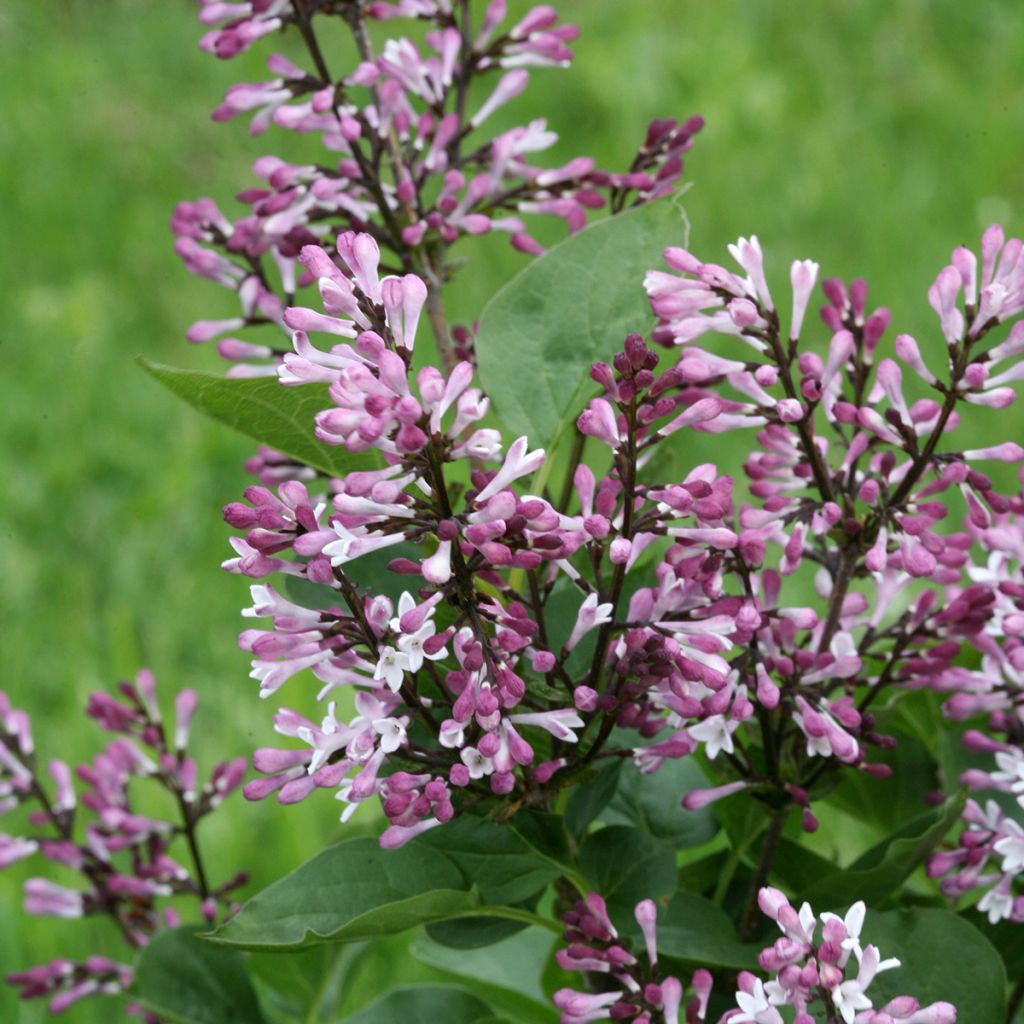 Syringa Baby Kim - Lillà nano