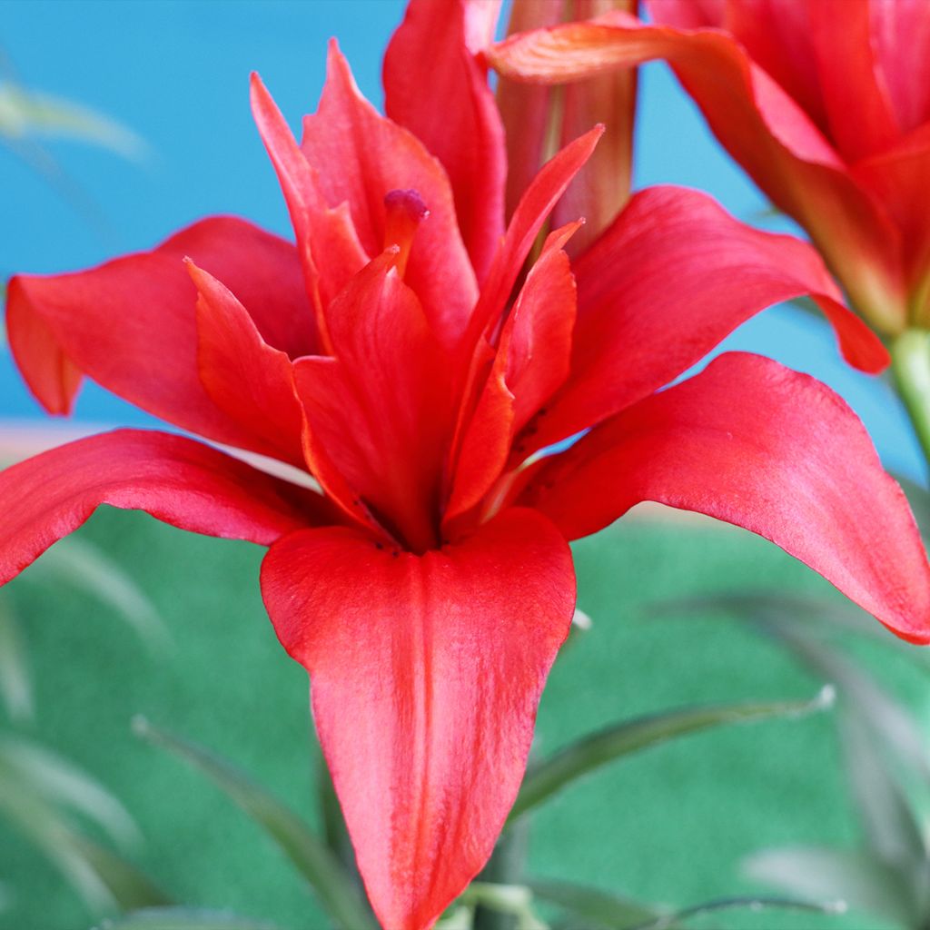 Giglio asiatico  a fiori doppi Bald Eagle