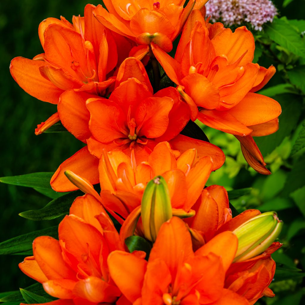 Giglio asiatico  a fiori doppiHulk