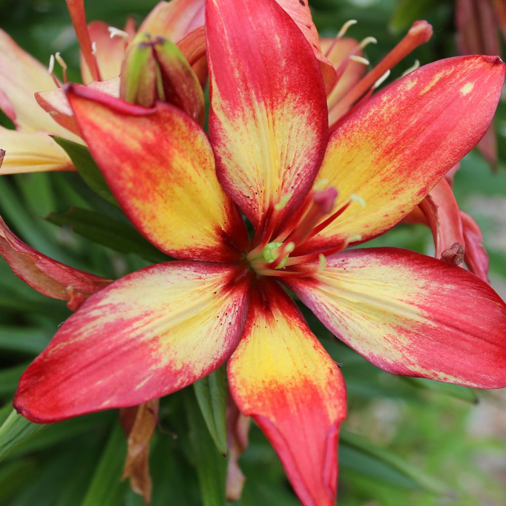 Giglio asiatico Forever Linda