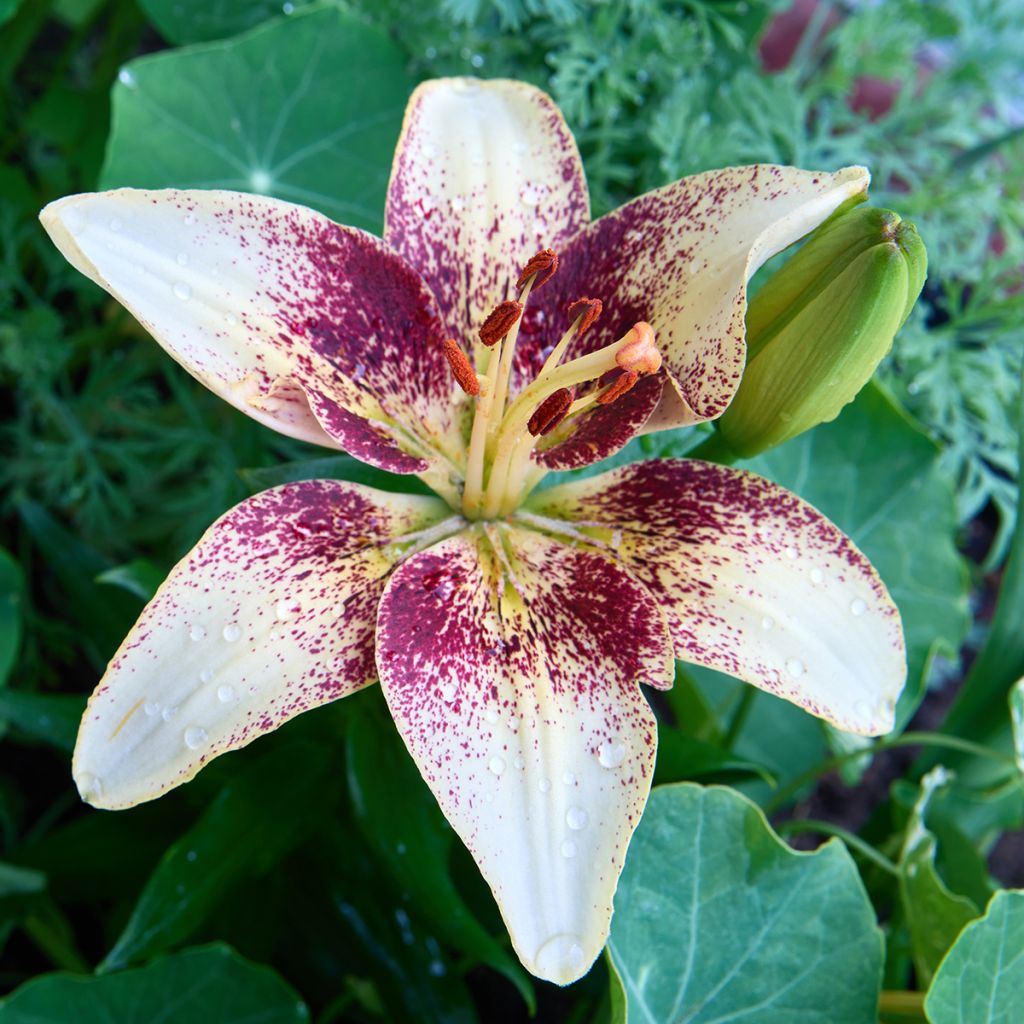 Giglio asiatico Tribal Dance