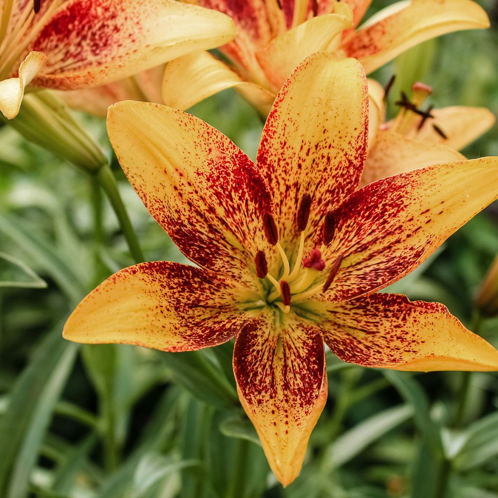 Giglio asiatico Tribal Dance