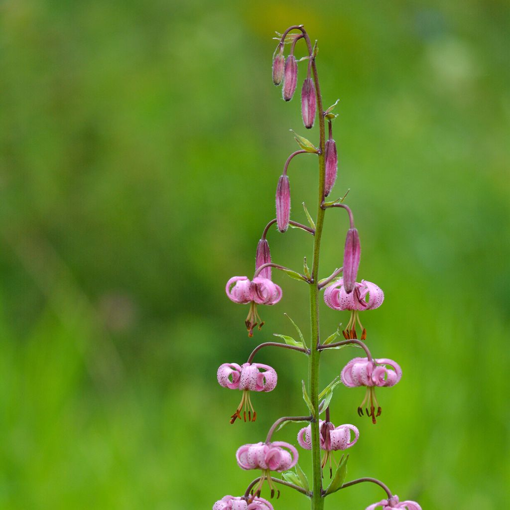 Giglio martagone - Lilium martagon