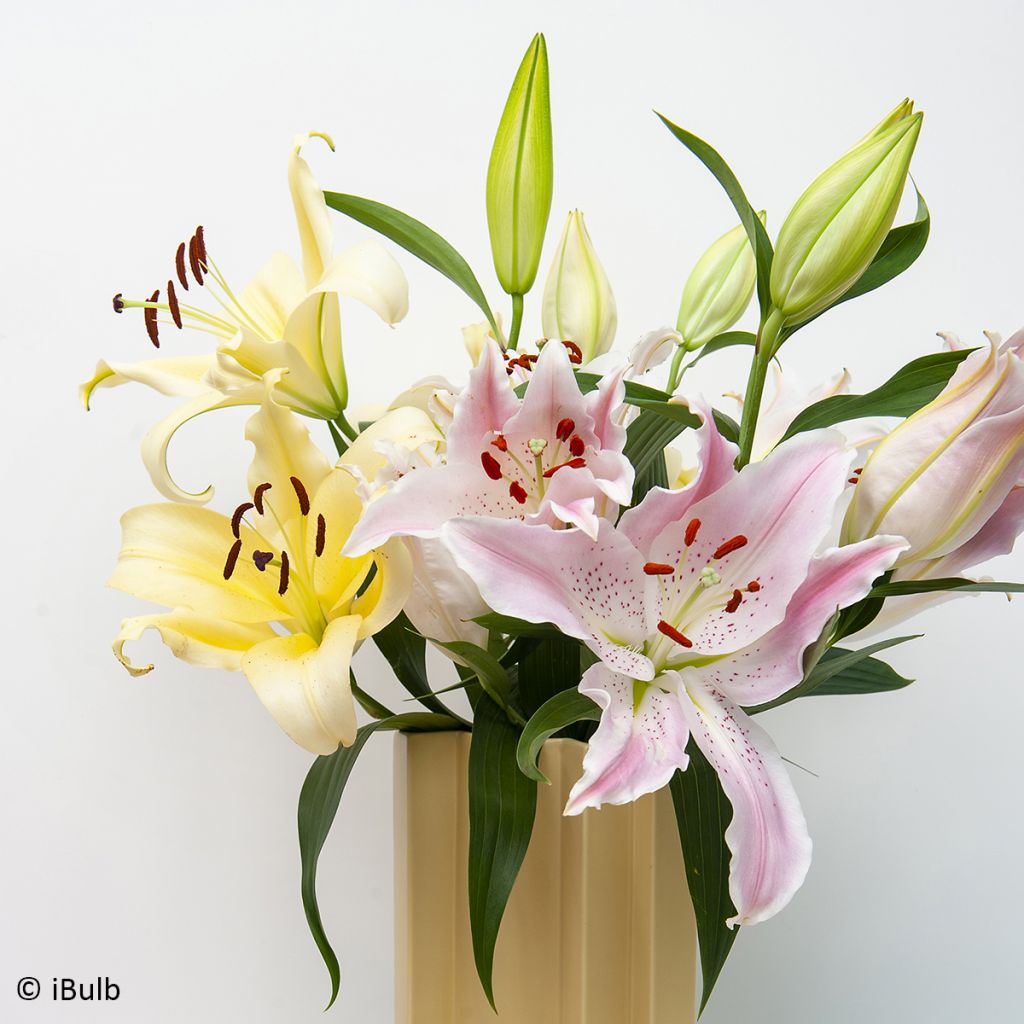 Giglio a tromba ibrido Bellville