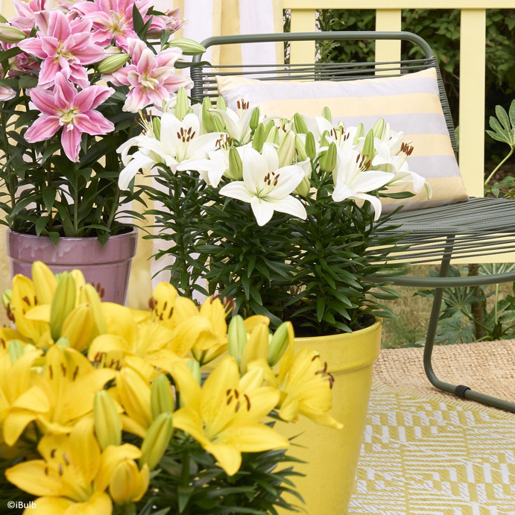 Giglio asiatico Gwen - Lys nain pour pot