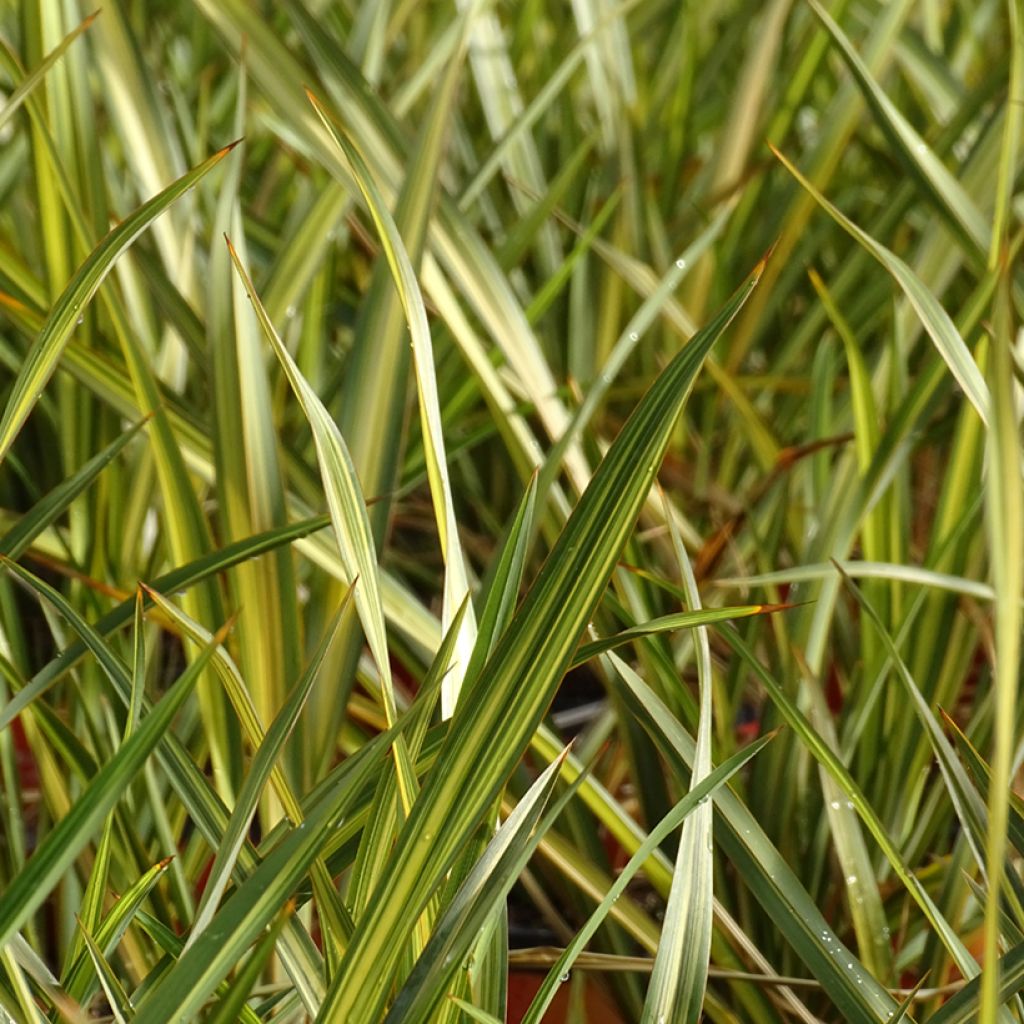 Phormium Apricot Queen - Lino della Nuova Zelanda