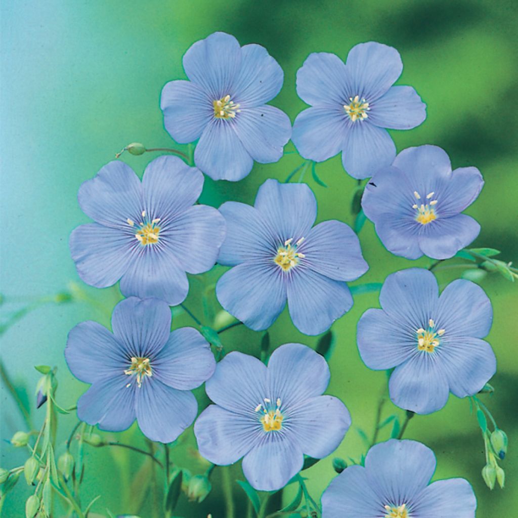 Linum grandiflorum Blue Dress - Lino scarlatto