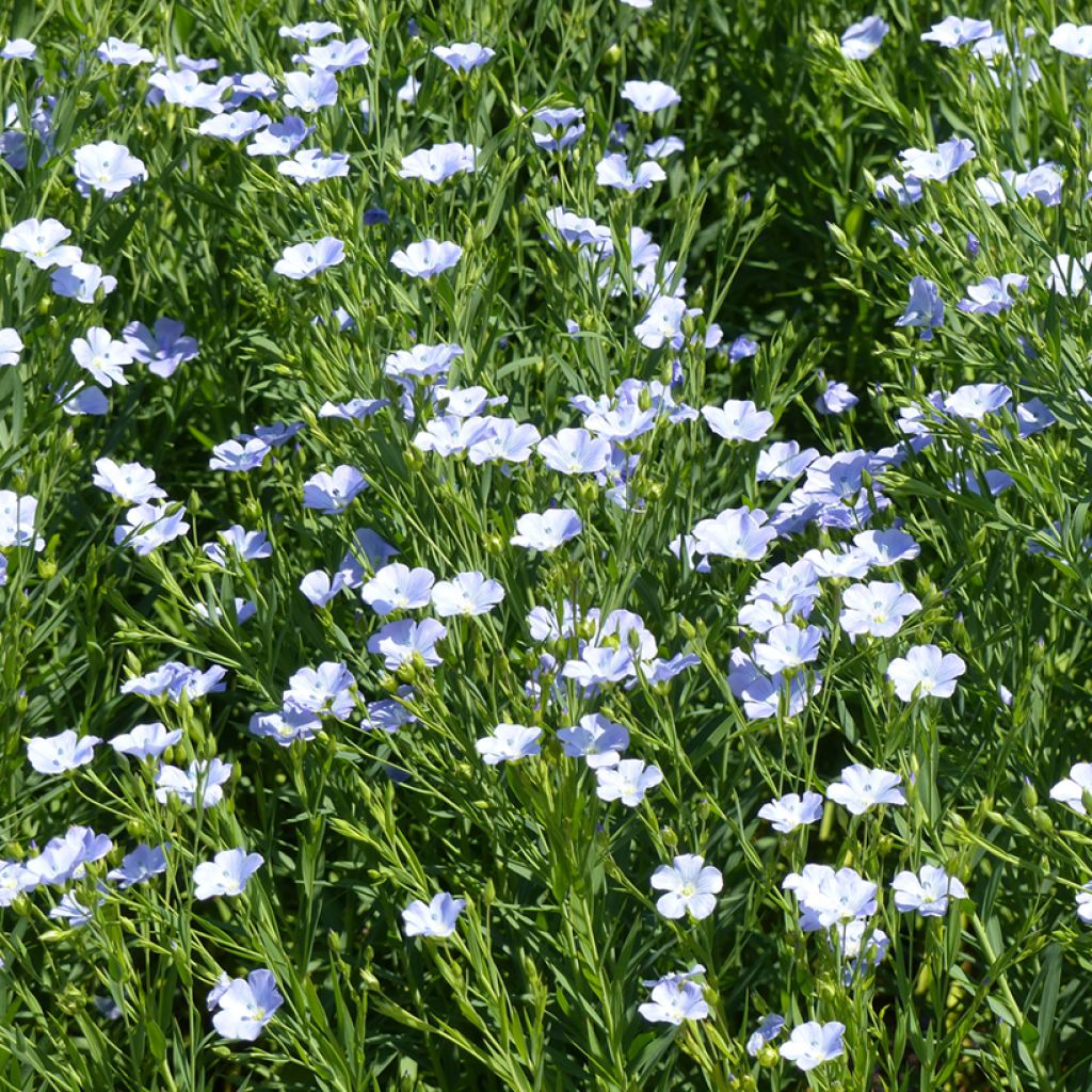 Linum grandiflorum Blue Dress - Lino scarlatto