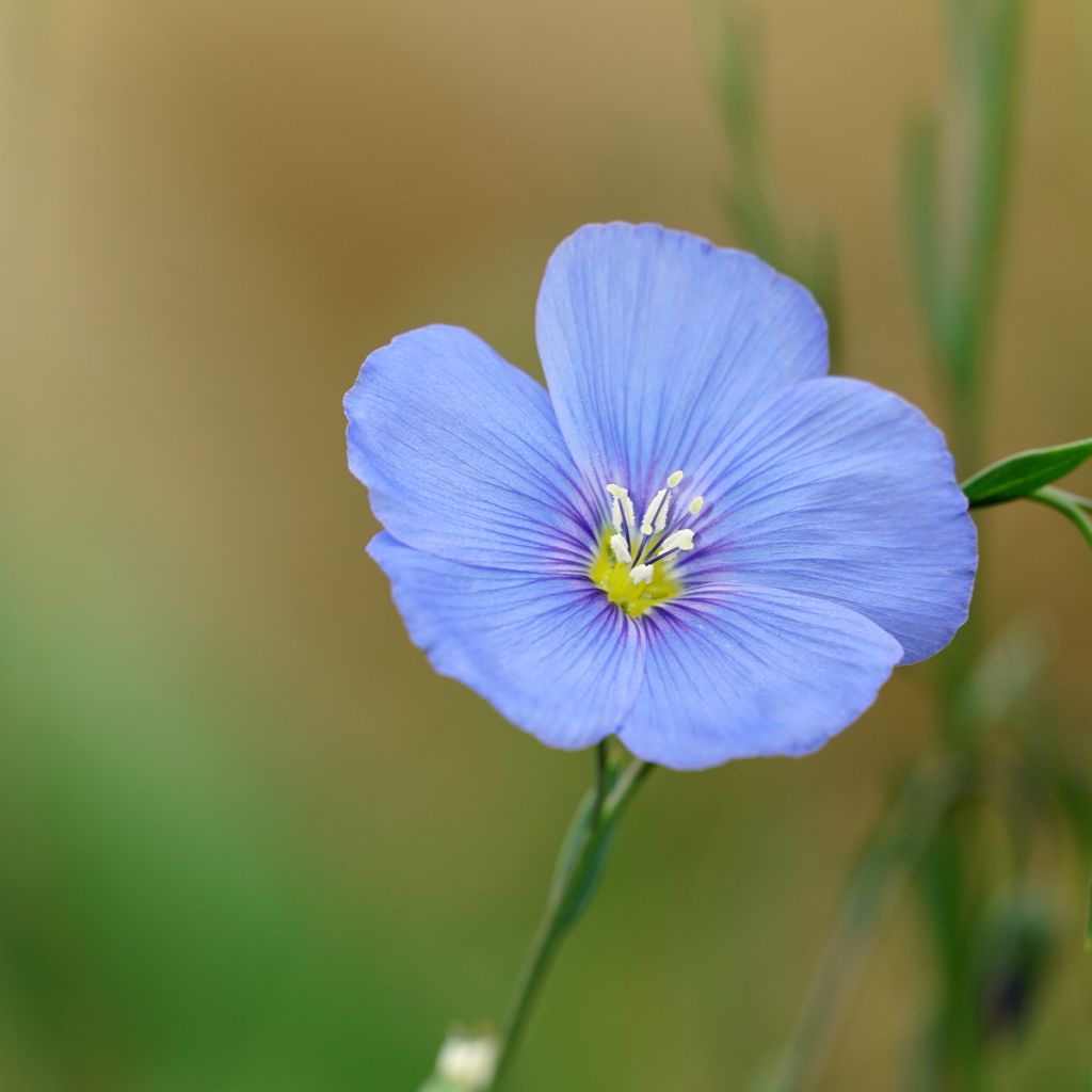 Linum perenne - Lino perenne