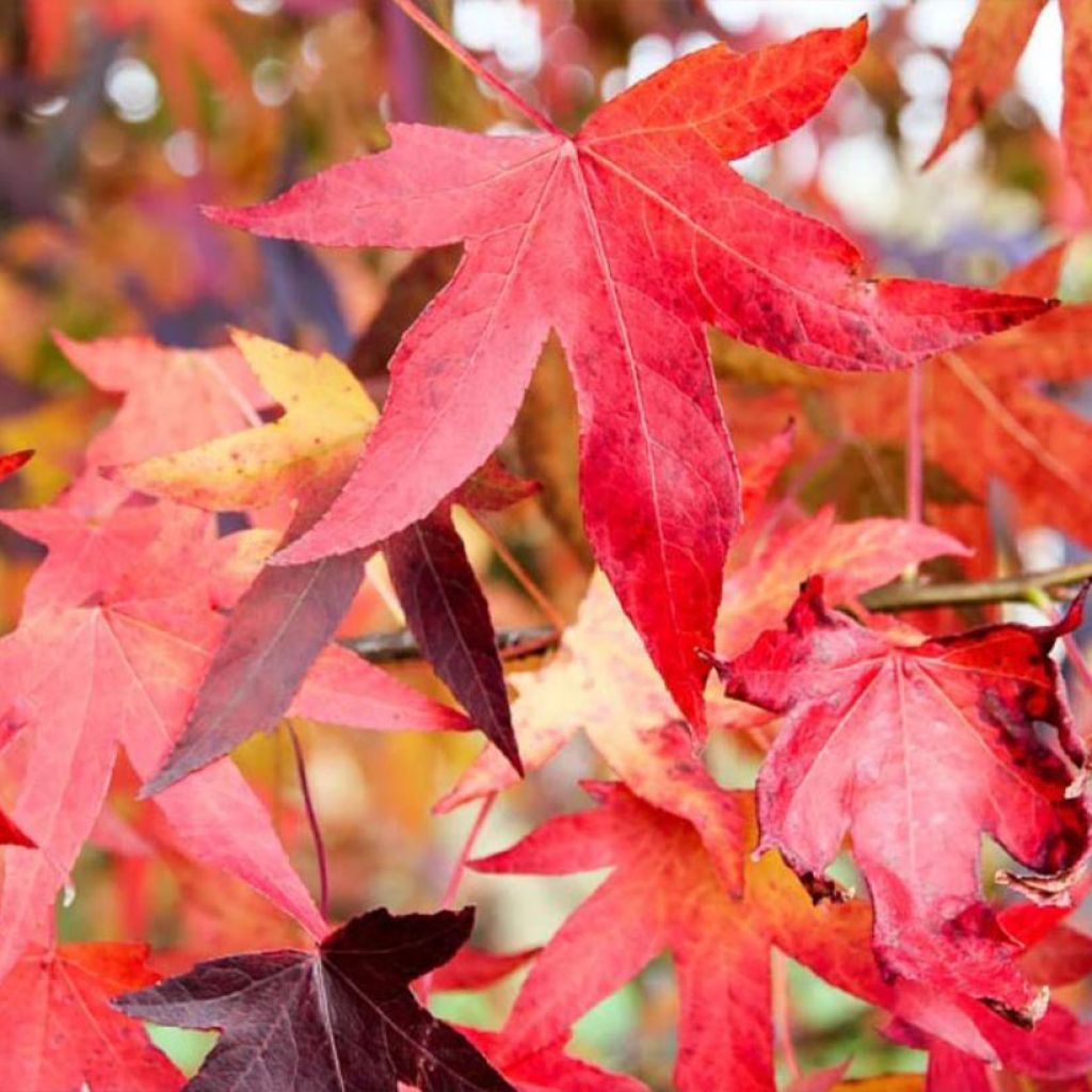 Liquidambar styraciflua Autumn Color Globe - Storace americano