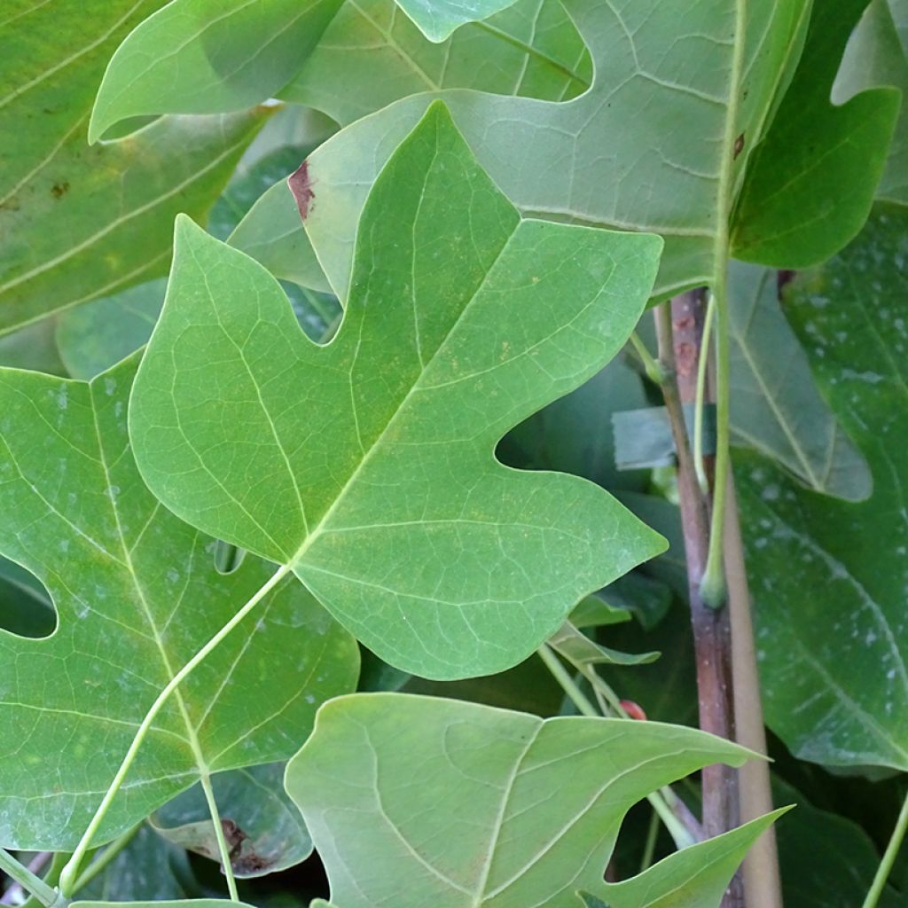 Liriodendron tulipifera - Liriodendro
