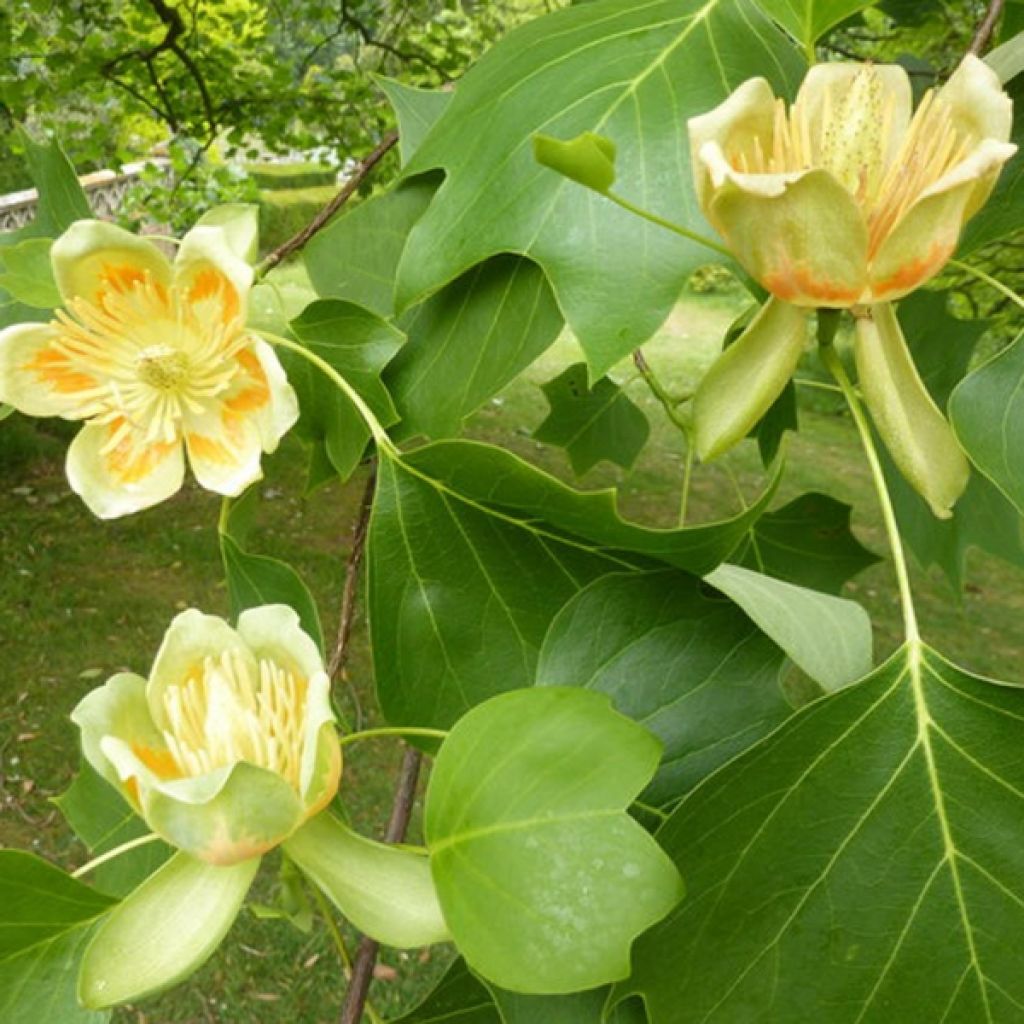 Liriodendron tulipifera - Liriodendro