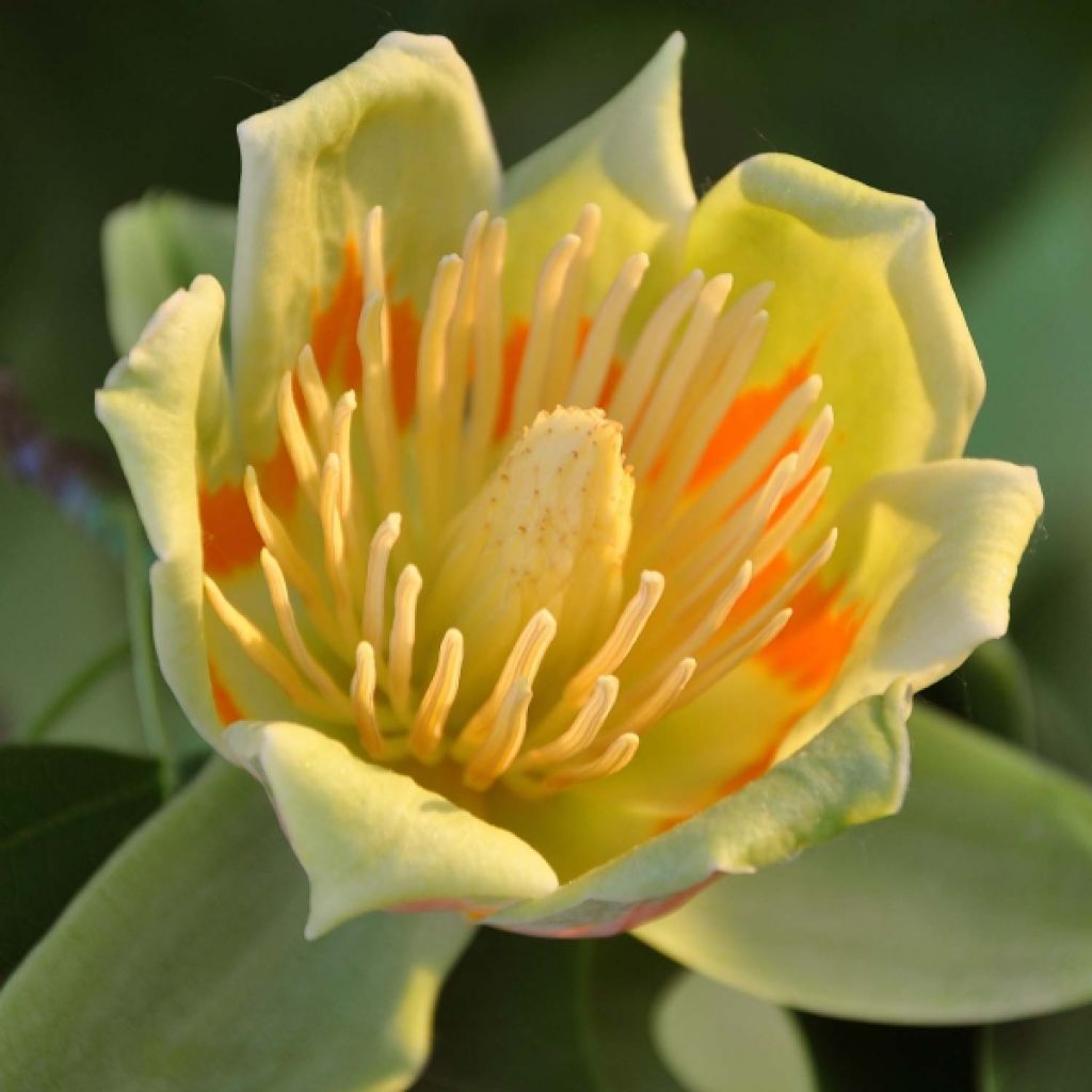 Liriodendron tulipifera - Liriodendro