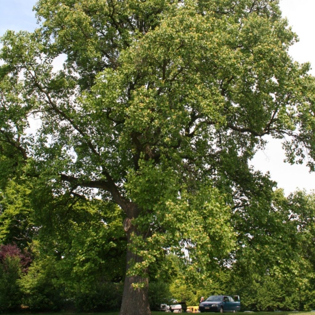 Liriodendron tulipifera - Liriodendro