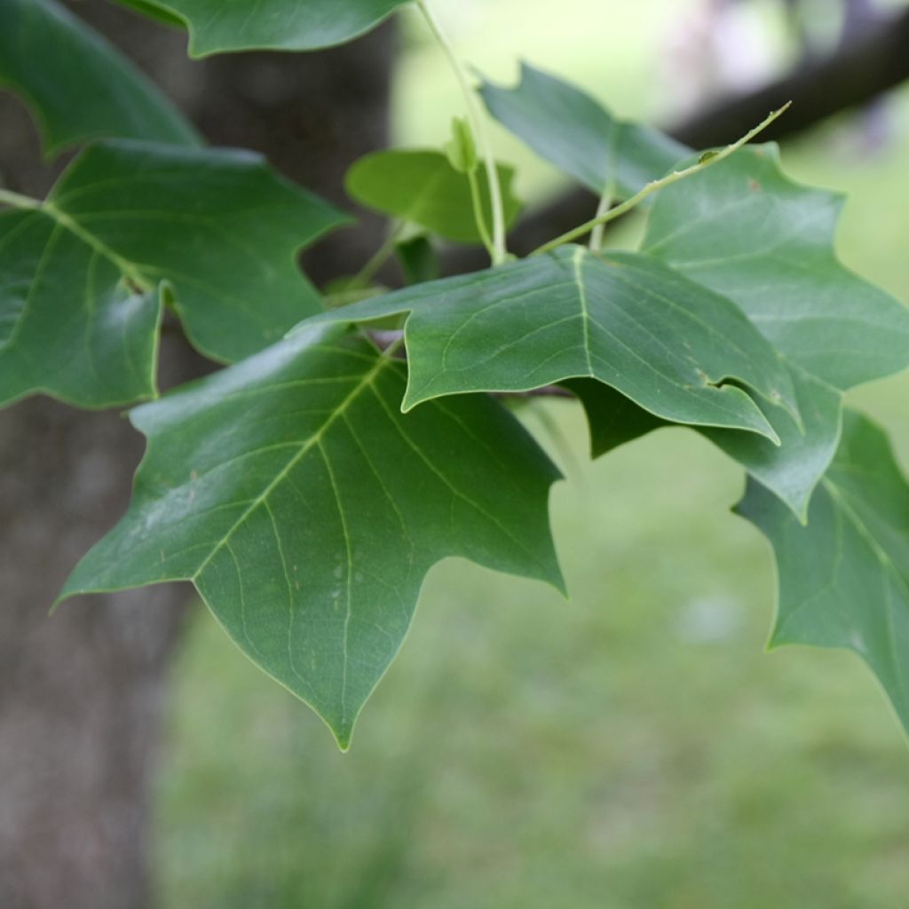 Liriodendron tulipifera - Liriodendro