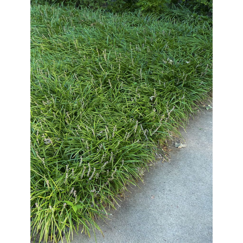 Liriope graminifolia var. densiflora