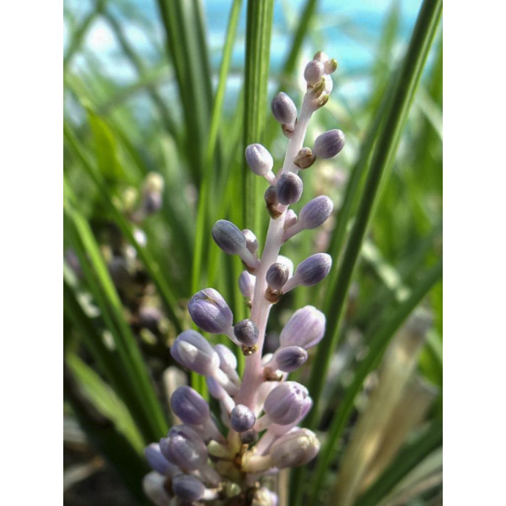 Liriope graminifolia var. densiflora