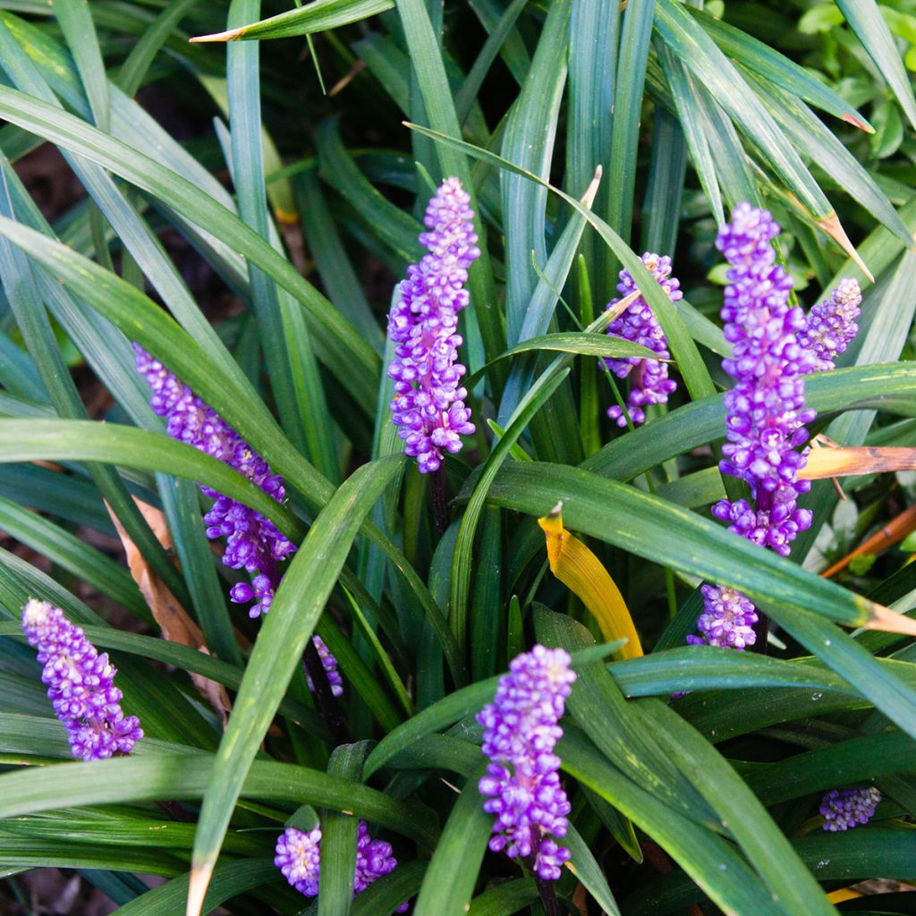 Liriope muscari